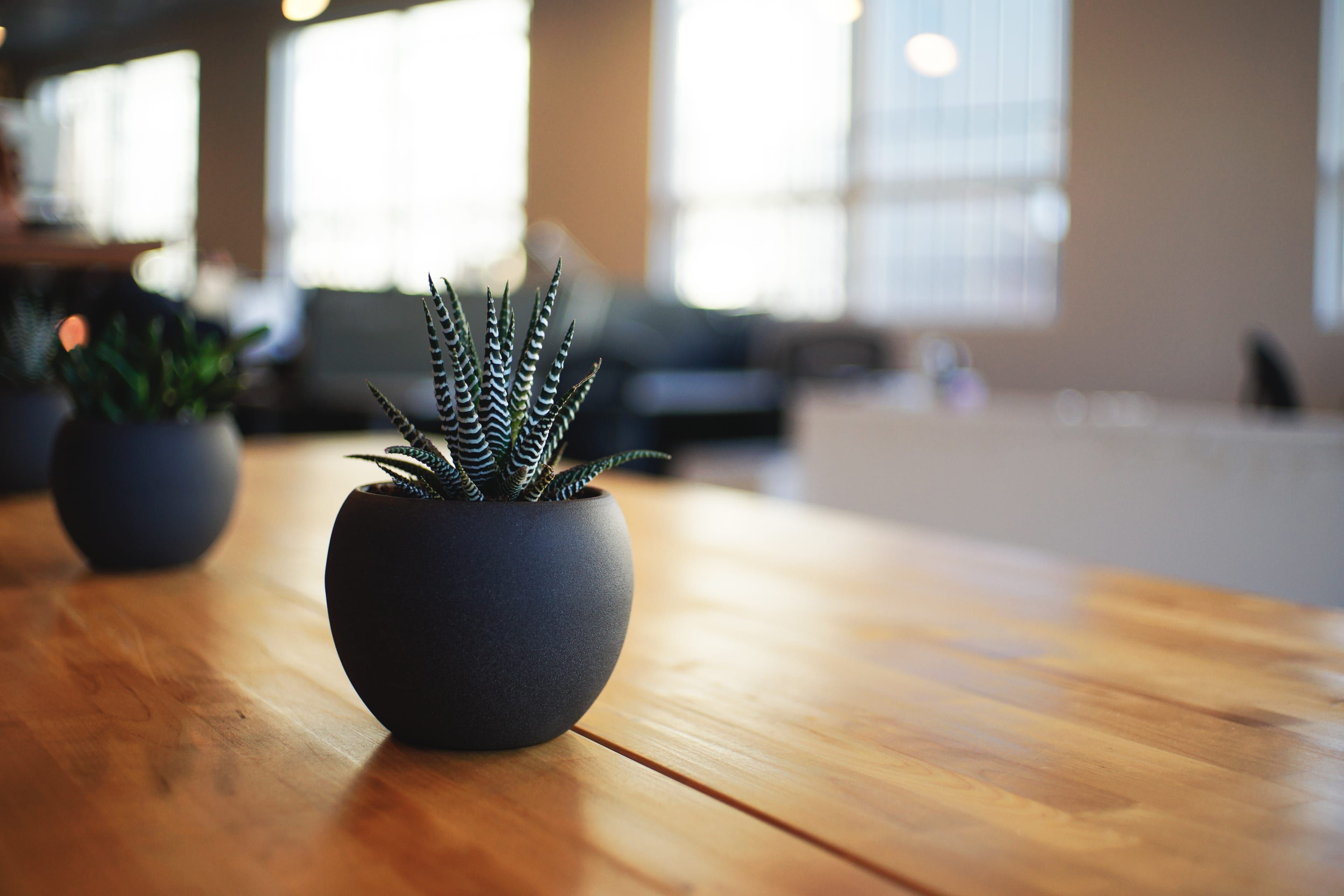 Image d'une plante sur un bureau